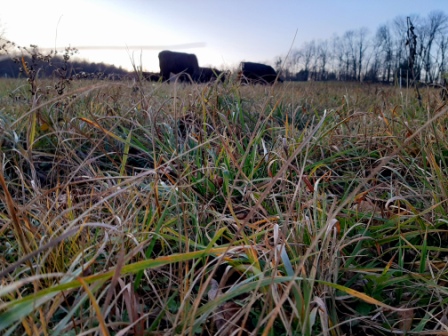 fall grazing.jpg