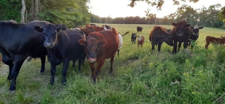 farm pics of herd2.jpg